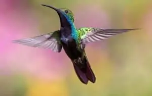 Der Kolibri ist der Flinkste, © by pexels