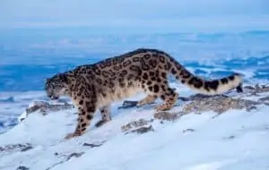 Schneeleopard, © by Hubert_Klein_WWF Schneeleopard, © by Hubert_Klein_WWF