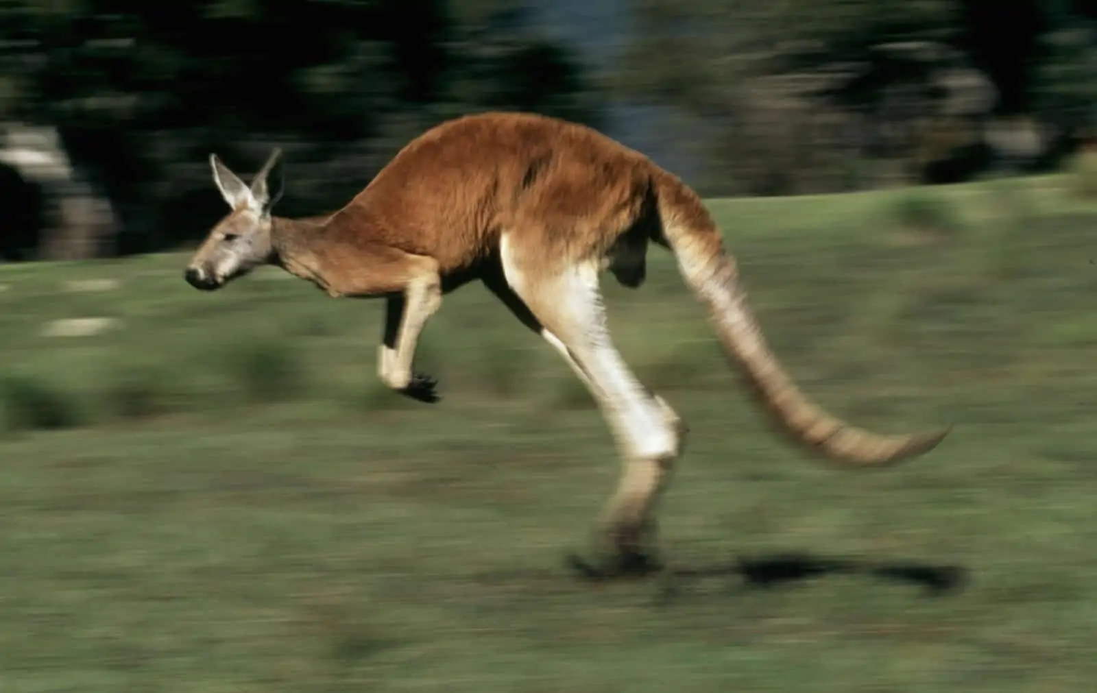 Känguru in Australien