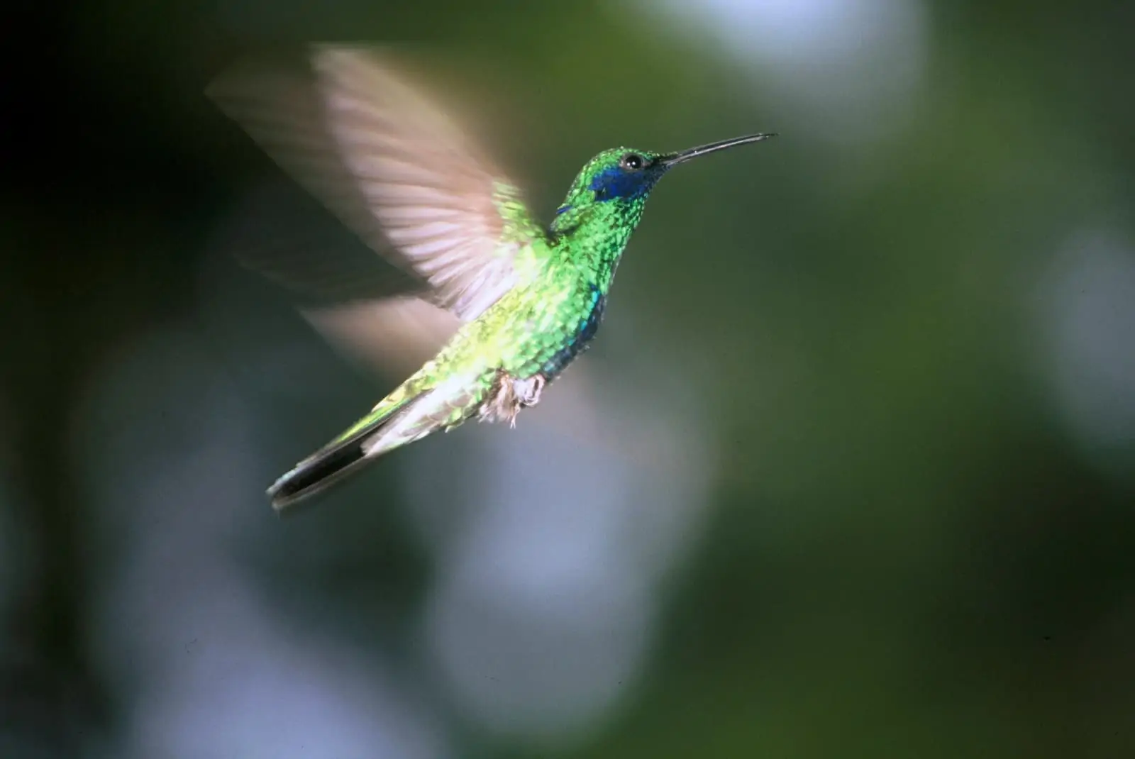 Bunter Veilchenohr-Kolibri aus Südamerika