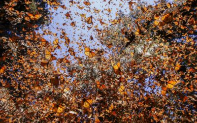 WWF: Gefährdete Monarchfalter in Amerika erholen sich