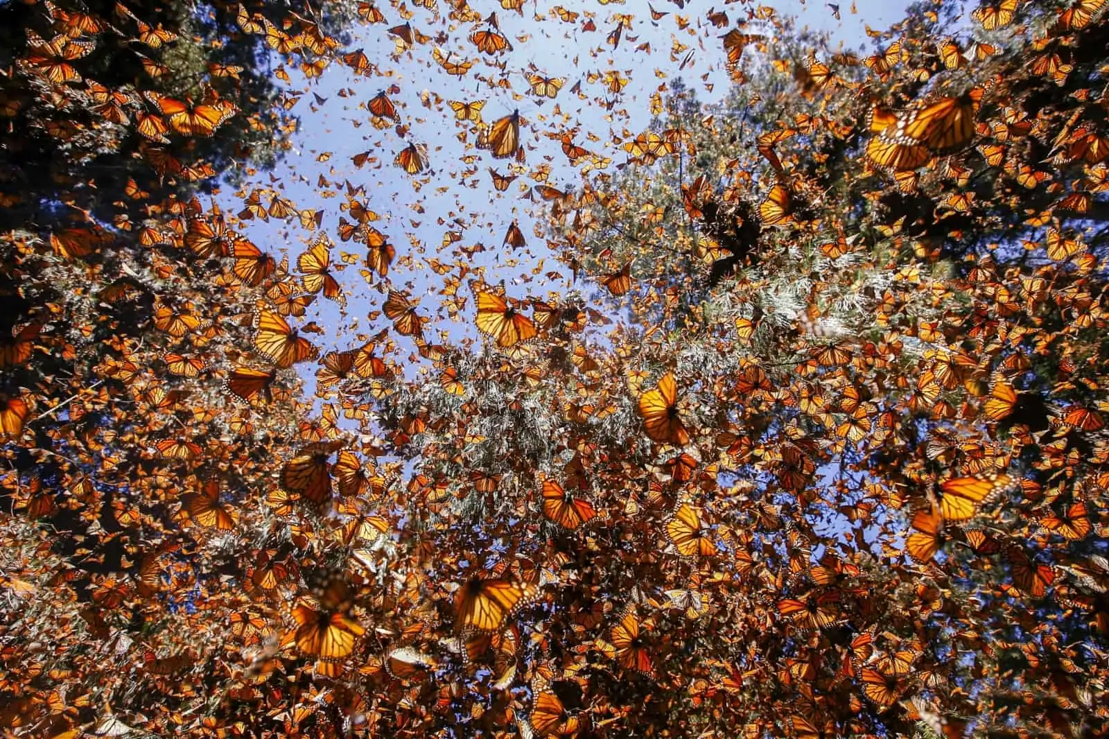Monarchfalter monarchfalter-im-flug