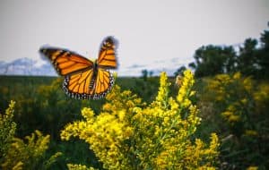 Monarchfalter, © by WWF-US