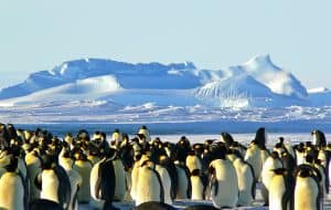 Kaiserpinguine in der Antarktis, © by pixabay Kaiserpinguine in der Antarktis, © by pixabay