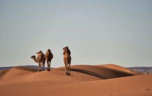 Kamele halten extreme Hitze aus, © by pixabay