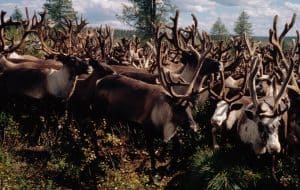 Ein Rentierherde in Russland, © by Hartmut Jungius/WWF Ein Rentierherde in Russland, © by Hartmut Jungius/WWF