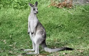 Riesenkänguru, © by Haslacher_WWF