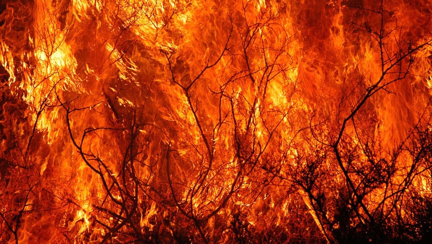 Durch Brandrodung wird viel Lebensraum zerstört, © by M. Gunther/WWF Durch Brandrodung wird viel Lebensraum zerstört, © by M. Gunther/WWF