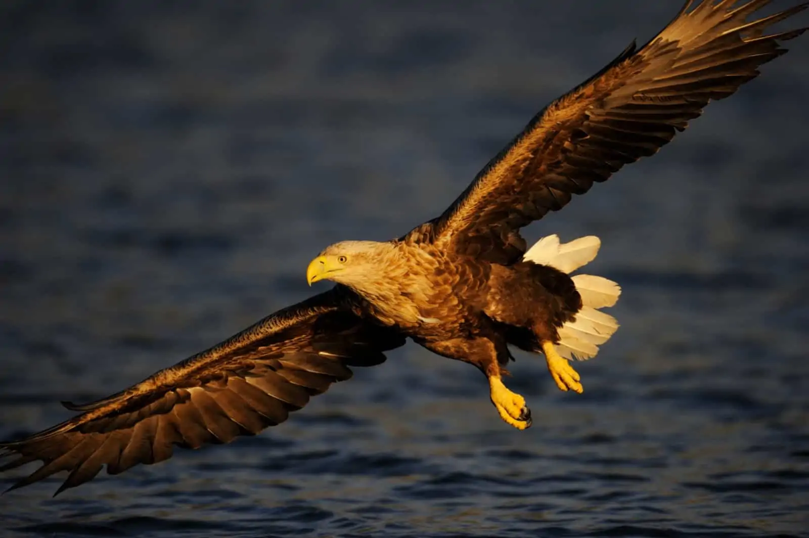 Ein Seeadler im Abendlicht