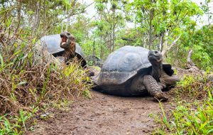 Galapagos-Riesenschildkröten, © by A. Busiello/WWF-US