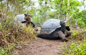 Galapagos-Riesenschildkröten, © by A. Busiello/WWF-US Galapagos-Riesenschildkröten, © by A. Busiello/WWF-US