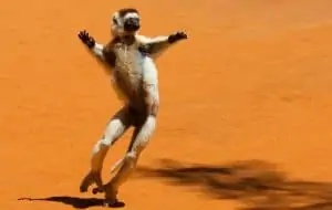Larvensifaka, © by WWF Larvensifaka, © by WWF