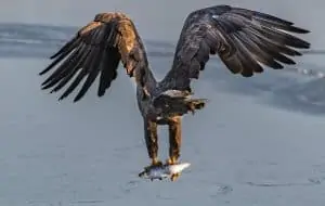 Seeadler fängt Fisch, © by Ola Jennersten / WWF-Sweden Seeadler fängt Fisch, © by Ola Jennersten / WWF-Sweden