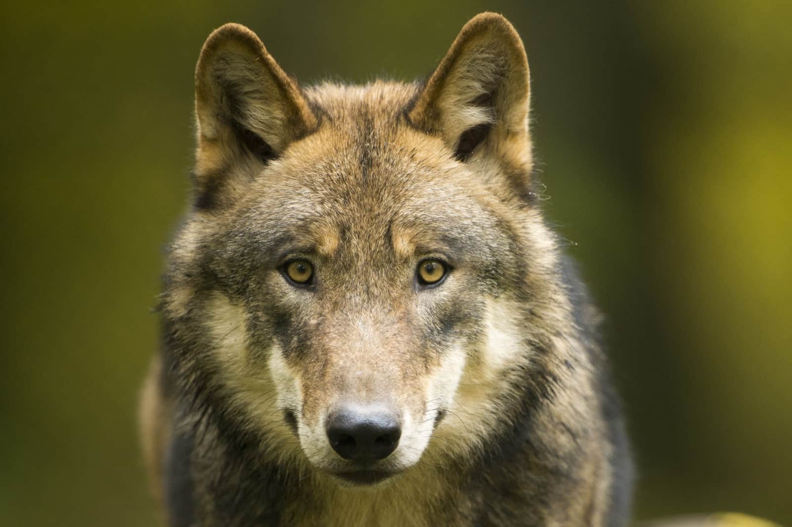 Ein junger Wolf
