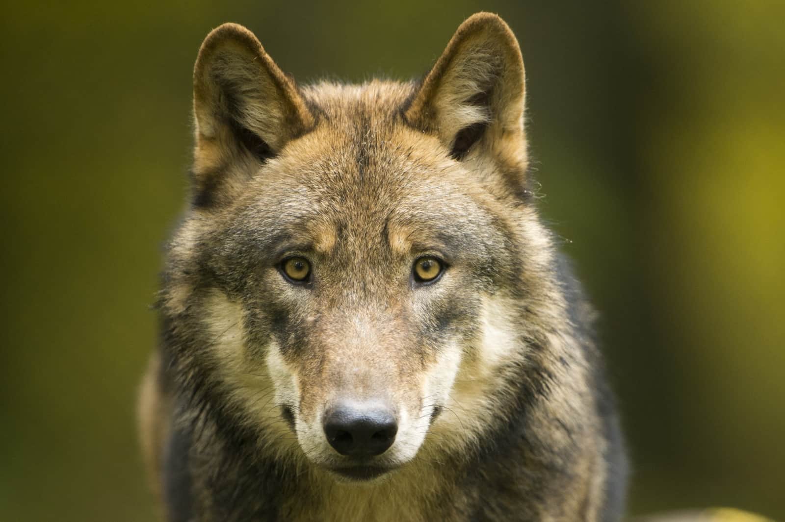 Ein junger Wolf wolf-oesterreich-junger-wolf