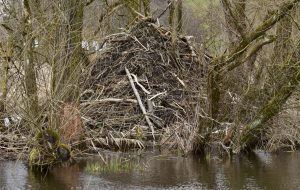 Eine Biberburg, © by C. Wolf-Petre/WWF Eine Biberburg, © by C. Wolf-Petre/WWF