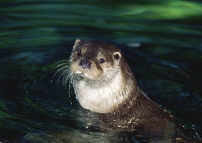 fischotter-bedroht-fischotter-im-wasser