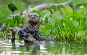 Ein Riesenotter in Südamerika, © by Garbutt/naturepl.com Ein Riesenotter in Südamerika, © by Garbutt/naturepl.com