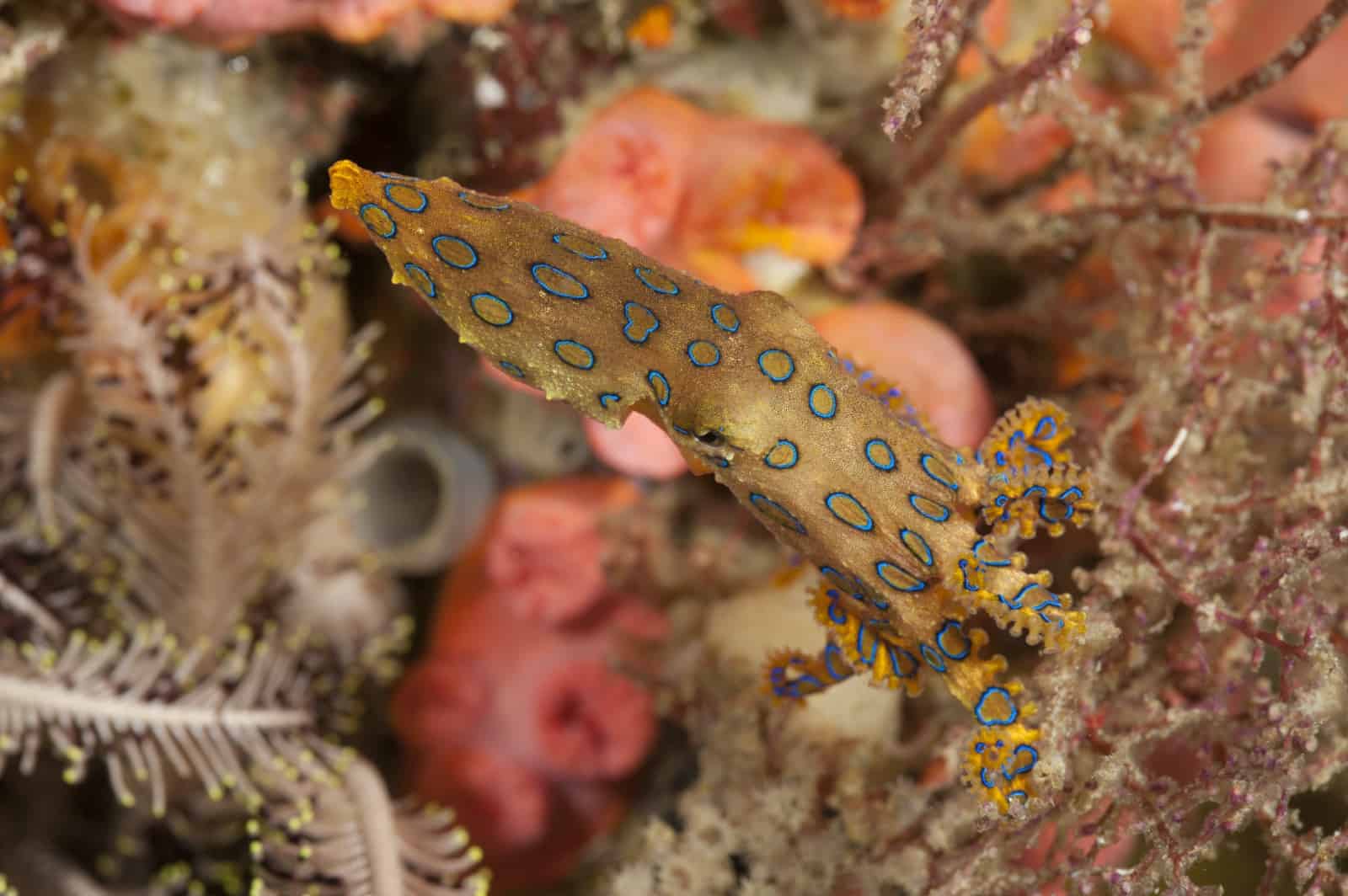 Blauring-Oktopus, © by Jürgen Freund/WWF