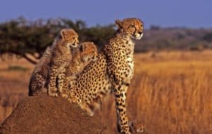 Geparden leben in der Savanne, © by G.Lauterbach/WWF