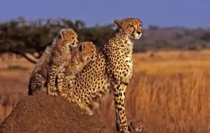 Geparden leben in der Savanne, © by G.Lauterbach/WWF Geparden leben in der Savanne, © by G.Lauterbach/WWF