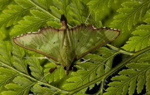 Perfekt getarnter Schmetterling, © by J.Freund/WWF