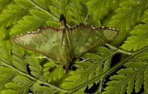 Perfekt getarnter Schmetterling, © by J.Freund/WWF Perfekt getarnter Schmetterling, © by J.Freund/WWF