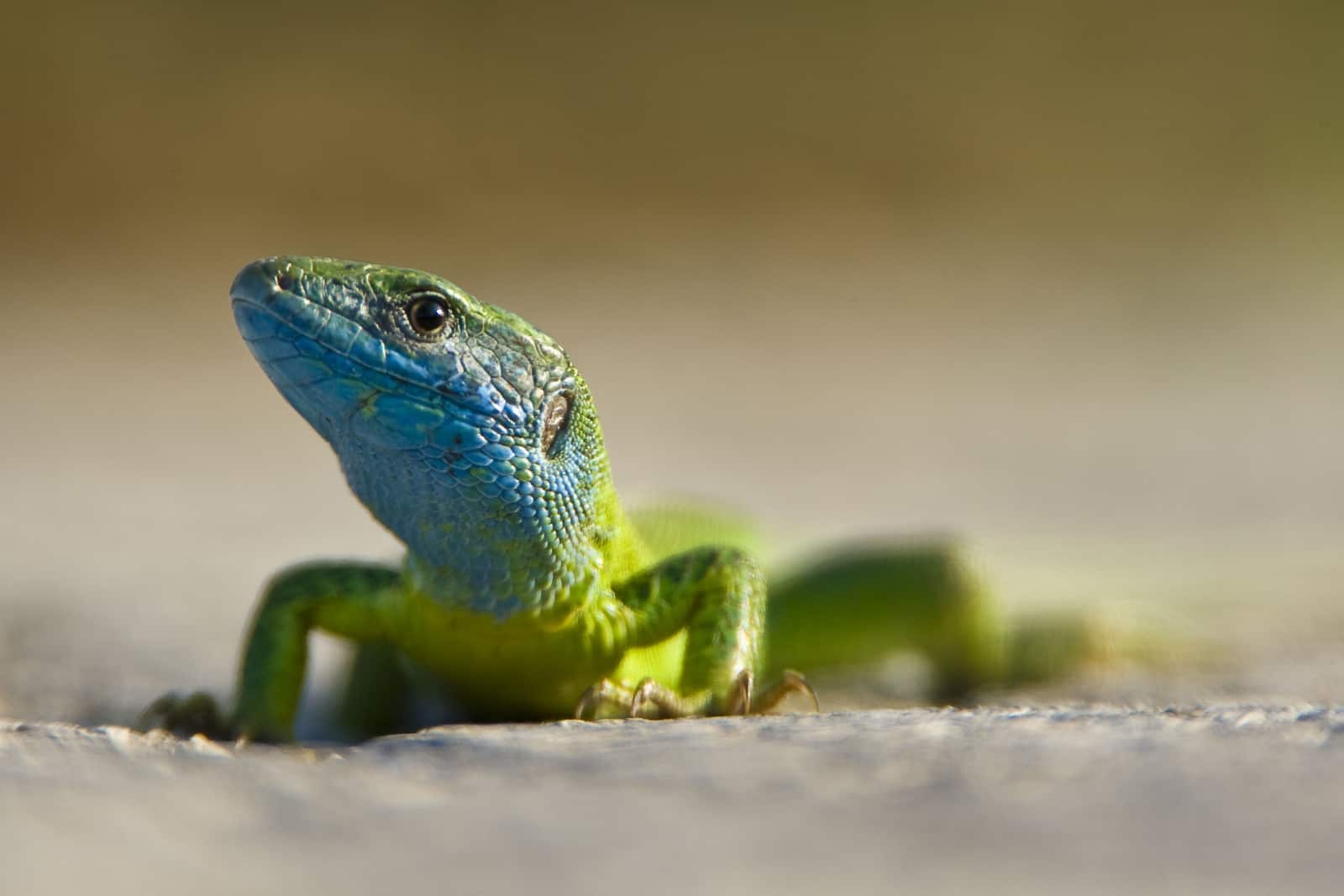 Smaragdeidechse , © by © Wild Wonders of Europe / Dietmar Nill / WWF Smaragdeidechse , © by © Wild Wonders of Europe / Dietmar Nill / WWF