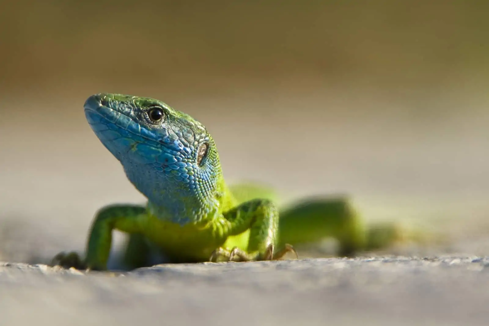 Smaragdeidechse , © by © Wild Wonders of Europe / Dietmar Nill / WWF Smaragdeidechse , © by © Wild Wonders of Europe / Dietmar Nill / WWF