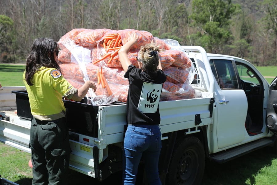 Die Karotten für die Kängurus werden verladen, © by WWF Australien/Veronica Joseph