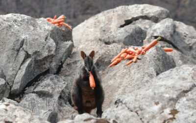 Die gute Nachricht des Tages: Seltenes Felskänguru entdeckt