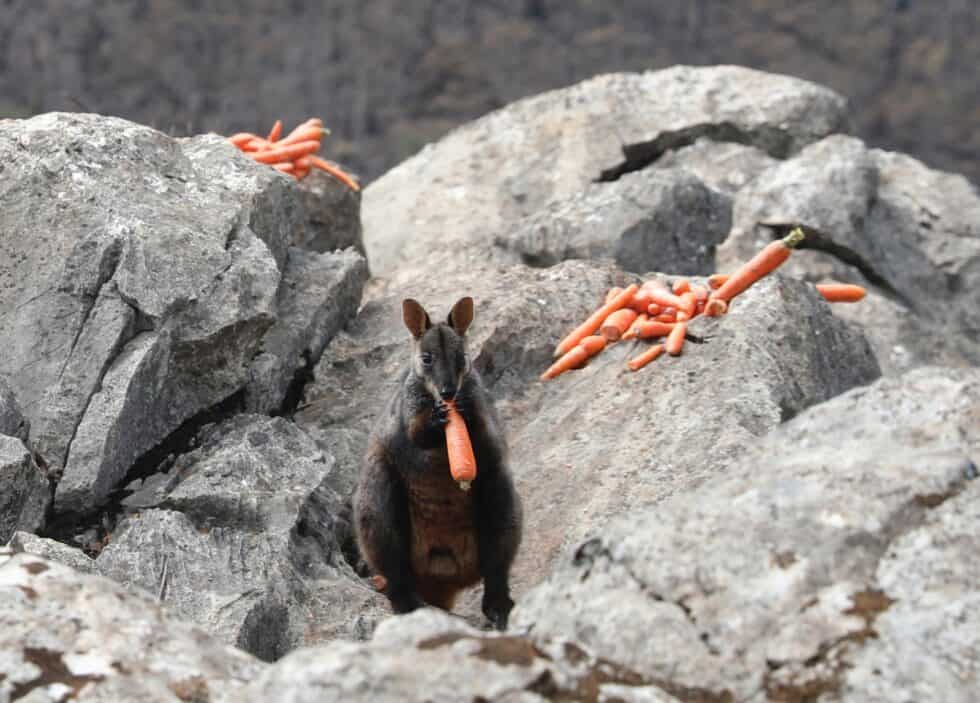 Karotten für hungrige Kängurus - WWF Österreich