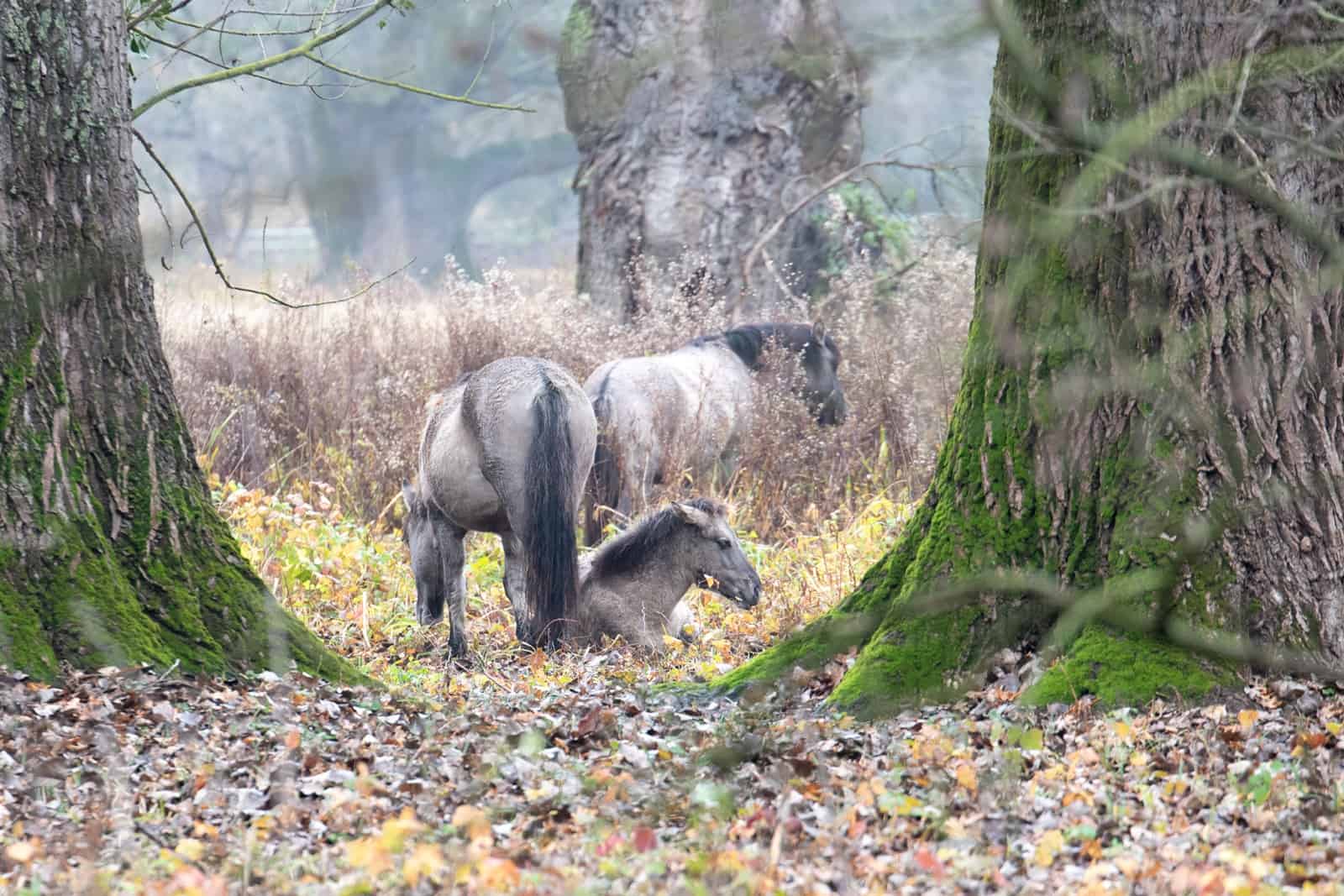 Konikpferde mit Fohlen im WWF-Auenreservat Marchegg, © by WWF / Vincent Sufiyan