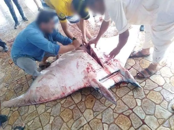 Ein stark gefährdeter Teufelsrochen, illegal gefangen in Algerien im Mai 2019., © by MECO Ein stark gefährdeter Teufelsrochen, illegal gefangen in Algerien im Mai 2019., © by MECO
