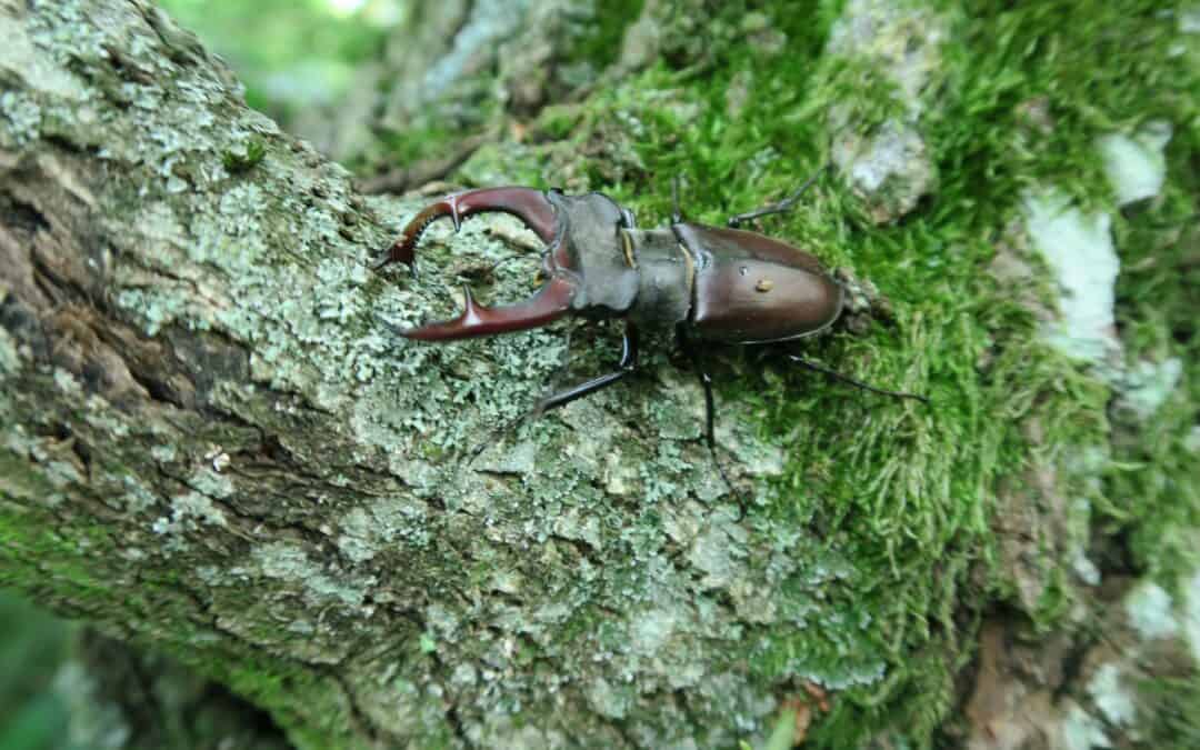 Quiz: Der Wald