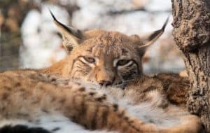 Ohren wie ein Luchs!, © by pixabay Ohren wie ein Luchs!, © by pixabay