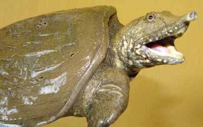 WWF-Report: 110 neue Arten in Mekong-Region entdeckt