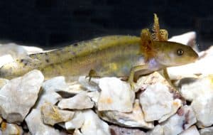 Tylototriton ngarsuensis, © by LeeL.Grismer Tylototriton ngarsuensis, © by LeeL.Grismer
