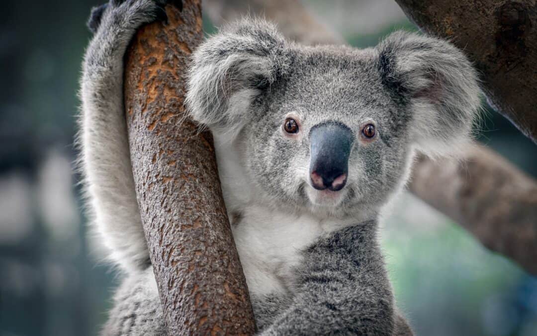 Video der Woche: Koala-Babys halten im Namen der Wissenschaft