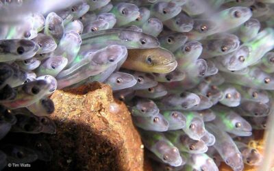 Immer weniger Wanderfische