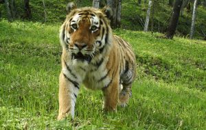 Dieser Tiger tappte in die Fotofalle, © by Suiyang Forestry Dieser Tiger tappte in die Fotofalle, © by Suiyang Forestry