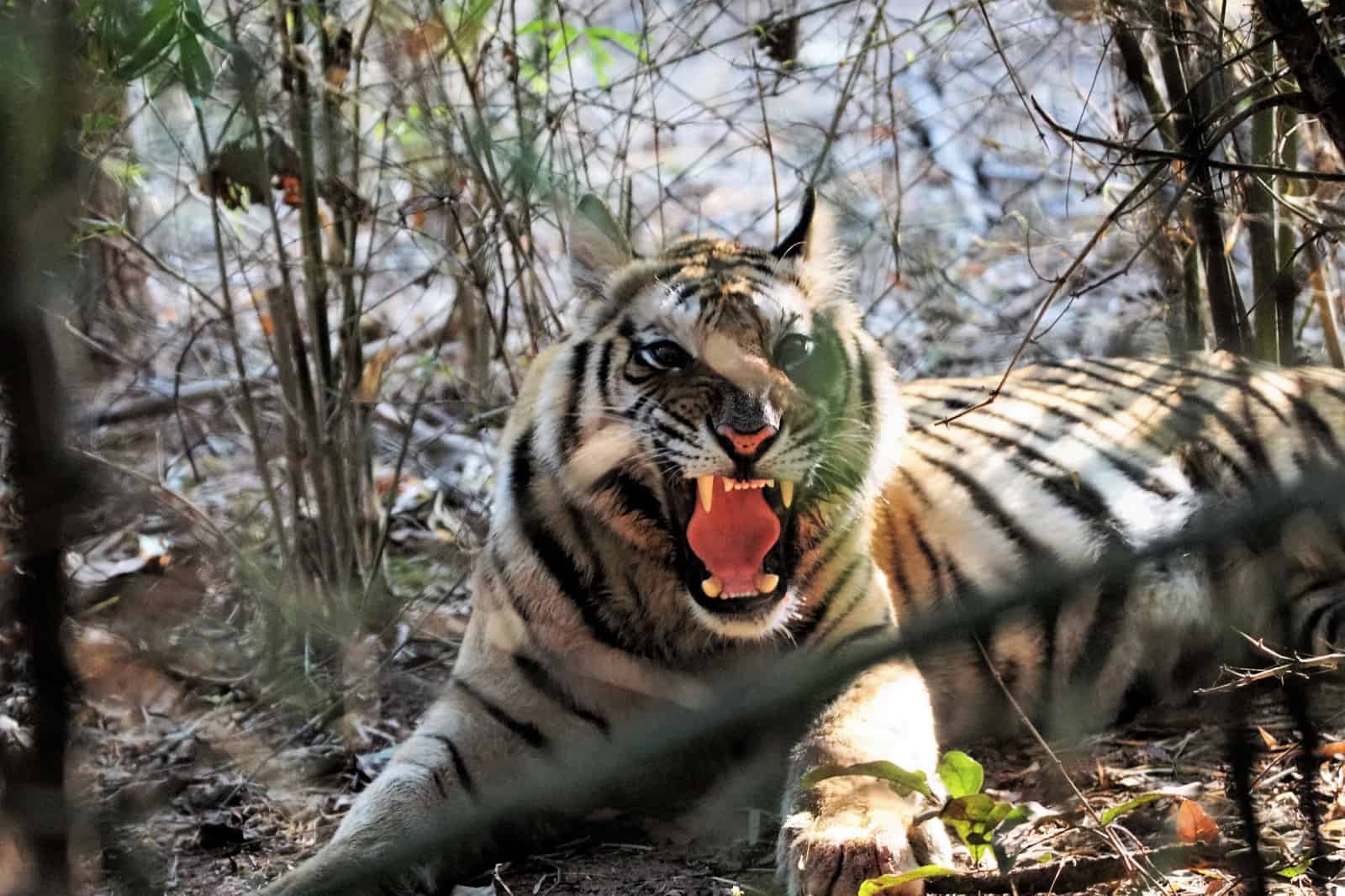 Ein Bengaltiger in Indien