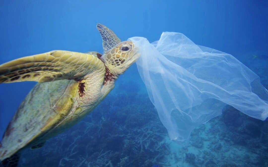 WWF begrüßt Durchbruch bei UN-Plastikabkommen