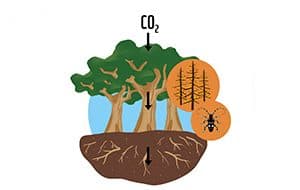Wälder sind unsere Verbündeten im Klimaschutz!, © by WWF-UK Wälder sind unsere Verbündeten im Klimaschutz!, © by WWF-UK