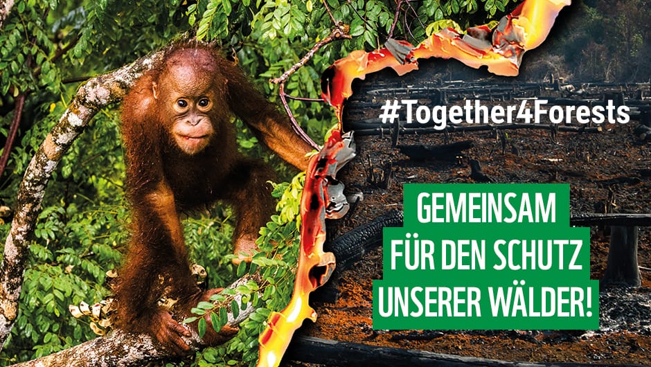 Gemeinsam für den Schutz unserer Wälder, © by WWF/together4forests