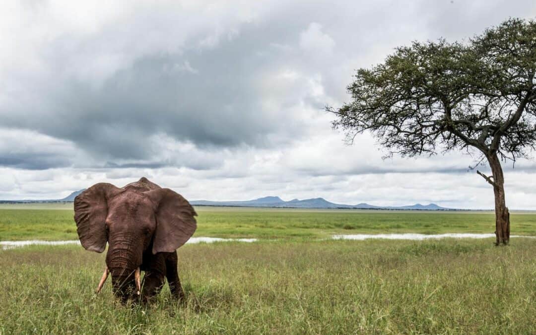 Neuer Naturschutzpakt soll Artensterben und Naturverlust aufhalten