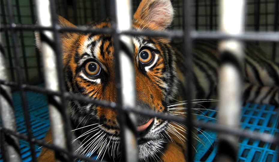 Tiger-Babys sind auf dem Schwarzmarkt besonders begehrt