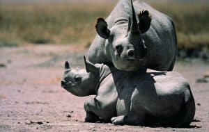 Ein Spitzmaulnashorn mit Kalb, © by naturepl.com/Anup Shah/WWF Ein Spitzmaulnashorn mit Kalb, © by naturepl.com/Anup Shah/WWF