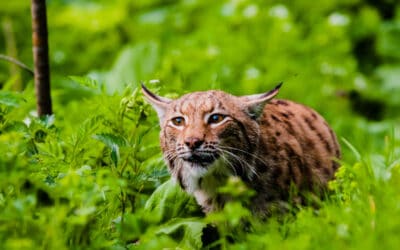 Naturschutz-Ranking: Armutszeugnis für Österreich