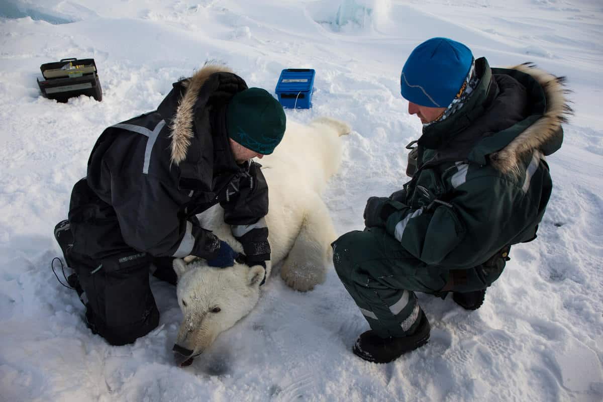 Betäubter Eisbär bekommt GPS-Halsband, © by Canon, Brutus Östling WWF-Sweden Betäubter Eisbär bekommt GPS-Halsband, © by Canon, Brutus Östling WWF-Sweden